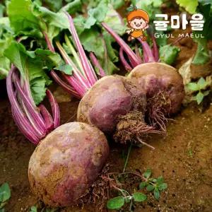 귤마을 제주 레드비트 10kg 혼합과