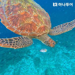 [Live11] 세부 현지투어 모음전 #오슬롭고래상어+모알보알 #힐루뚱안+날루수안 호핑투어 #마사지 출국팩 #세부시티투어+마사지 출국팩