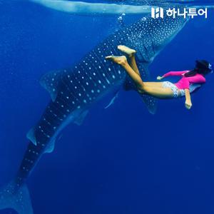 [9/3 원데이빅딜] #헤난알로나비치#라메디 #NO쇼핑 #돌핀왓칭 #거북이스노클링 #호핑투어 #발마사지 #보홀시티투어 #망고1KG
