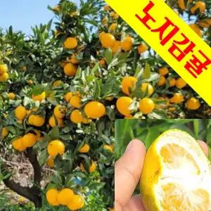 극조생 청정 제주 가성비좋은 중대과/로열과 감귤 노지감귤 5kg 10kg 선택