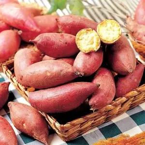 26년 햇밤고구마 10kg(한입) - 30~50g