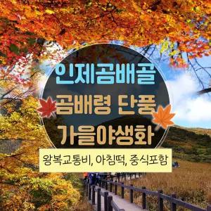 [강원] 인제 곰배골로 오르는 곰배령 가을야생화와 단풍(곰배골 탐방로 : 귀둔리-곰배령) 트래킹 당일