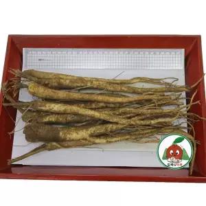 청정 영주소백산도라지 흙_나물도라지1kg_특상품