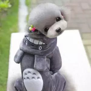 애견의류 토토로 올인원 강아지겨울옷