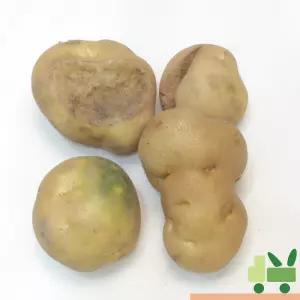 감자 5Kg (비품)