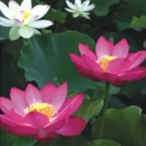연꽃 씨앗팜 야생화 꽃씨 품종 종자 씨 씨앗 10립 zxh93KfH