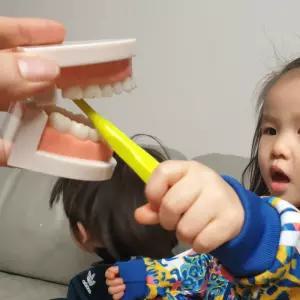 치아모형 치아관리 양치교육