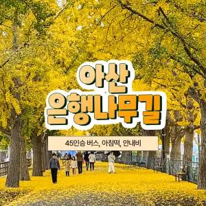 [충남] 아산 은행나무길과 청남대 단풍 당일