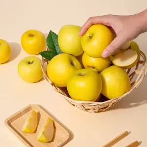 [상생] 황금사과 시나노골드 주스용 랜덤과 10kg