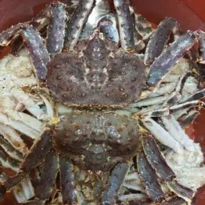 러시아 레드 자숙킹크랩 3.5kg(자숙 전 중량)