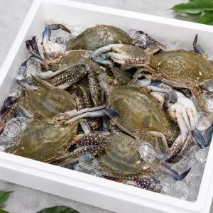[서해조업] 활 숫꽃게 2kg 제철 꽃게