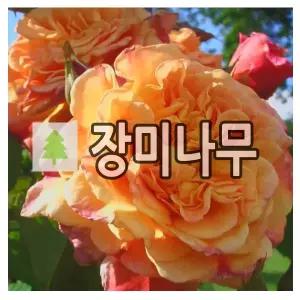 장미나무 묘목 독일줄장미 알로하 개화주