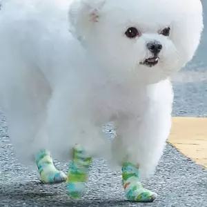 강아지 테이프 신발 4개