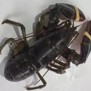 캐나다랍스타 활 랍스터 1미 활랍스타