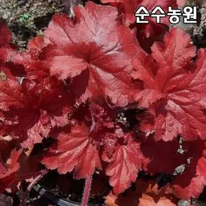 휴케라 모종, 포에버레드 10cm포트 1개/전국노지월동