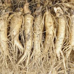 풍기인삼 수삼 정품원수삼 750g (13뿌리내외) 5-6년근 인삼