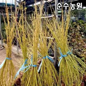 노랑말채나무 묘목 키120cm(분) 3개/울타리/정원수/조경수