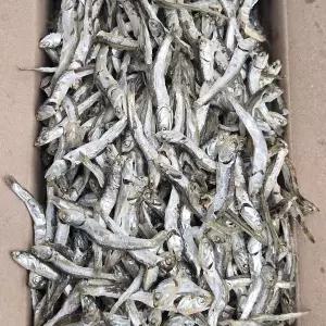 [NS홈쇼핑]바다찬미 특품 국내산 햇 주바멸치 1.5kg 선물용멸치 국물용멸치..[35932044]