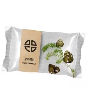 (올핀)강우렁이 키우기 관찰 학습용 초등교과 자연과학 물속생물