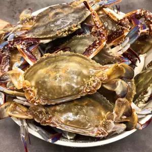 가을 활 숫꽃게 1kg(3~5미 내외)