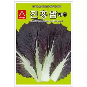 쌈배추씨앗 진홍쌈 100립 적색 쌈배추 종자 씨앗