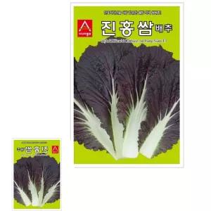 뮤 쌈배추 가지 씨앗 종자 종묘 씨 모종 진홍쌈 100립 적색
