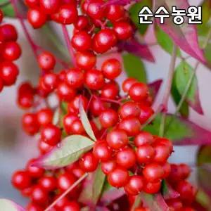 남천나무 묘목 6치화분 1개/남부수종/생울타리/조경수
