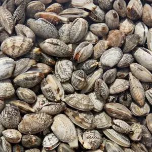 [TC]남해안 왕바지락 2kg 외 (kg당 60미 내외)