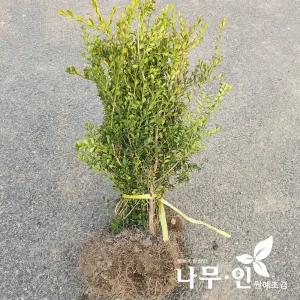 [나무인]회양목 군식용 울타리용 10개
