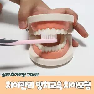 치아관리 양치교육 치아모형 틀 이빨모형 치아 교구 구강모형 양치