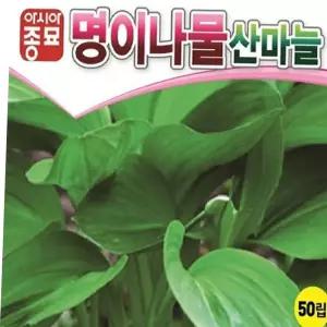 종묘 산마늘씨앗 명이나물 50립 산채