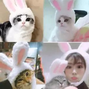 켈리몰 강아지 고양이 애완 토끼귀모자 악세서리 액세서리 토끼귀장식품 t-W784A09 인스타사진용 애견미리