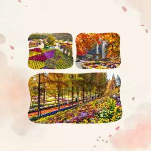 [충남]2026년 피나클랜드 가을꽃축제(9/19~11/30) 오천만송이 가을꽃 대향연,오천만송이 국화꽃향기&불꽃축제!!