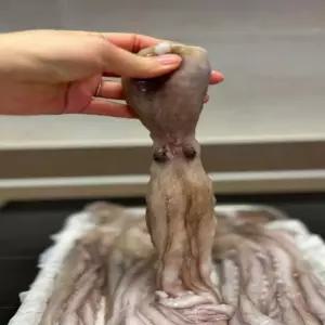 하니71 수산물 해산물 1kg 반찬 냉동낙지 낙지 일상