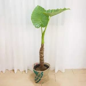 갑조네 알로카시아(특대품) 개별배 송