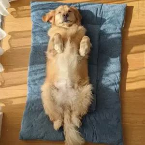 반려동물 쿠션 매트 대형견 강아지 고양이 푹신한 침대 방석 펫 베드 편안한
