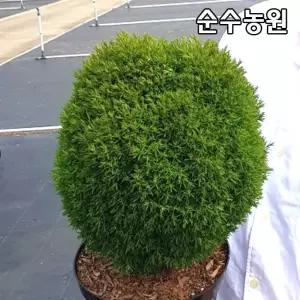 둥근측백나무 묘목, 테디 6치화분 1개/상록수/정원 화단 옥상조경