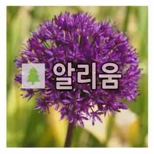 알리움 구근 퍼플센세이션 10개
