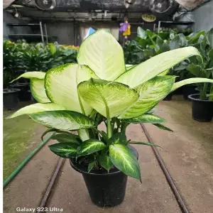 마리안느(중대품) 잎이커서 공기정화식물이죠 높이50~70cm
