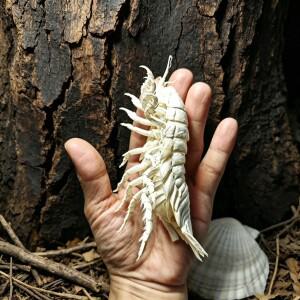 실제 바스티노무스 기간테우스 표본 8-10cm, 거대 이소포드 천연 심해 골격