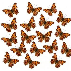 6-100개 천연 실제 나비 표본(폴리고니아 c-aureum) 예술 작품 재료 홈 데코레이션 DIY