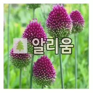 알리움 구근 스페로세팔론 30개