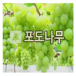 포도나무 묘목 샤인머스켓 접목1년 포트묘