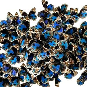 6-100개 천연 실제 나비 표본(주노니아 오리티야) 예술 작품 재료 홈 데코레이션 DIY