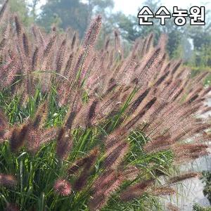 수크렁 모종, 진저러브 7치포트 1개/수크령/그라스/다년초/가을꽃
