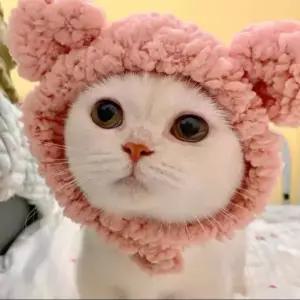강아지 고양이 겨울 보온 방한모 목도리 귀마개 귀덮개