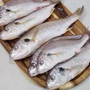 국내산 백조기 3kg