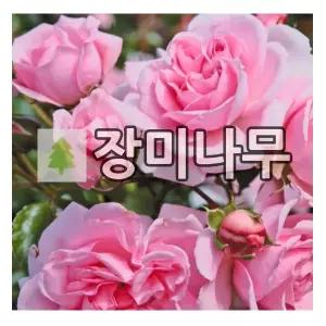 장미나무 묘목 독일장미 사계 홈앤가든 개화주