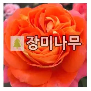 장미나무 묘목 독일장미 사계 삼바 개화주