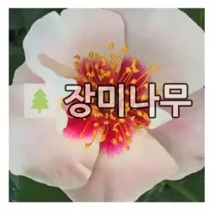 장미나무 묘목 사계 독일장미 씨유 인 레드 개화주